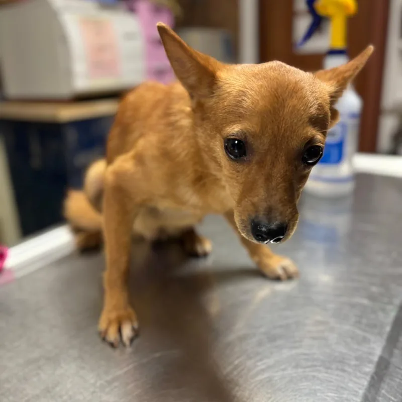 An adult small-sized female Chihuahua dog named Lucy for adoption in Wahiawa, HI