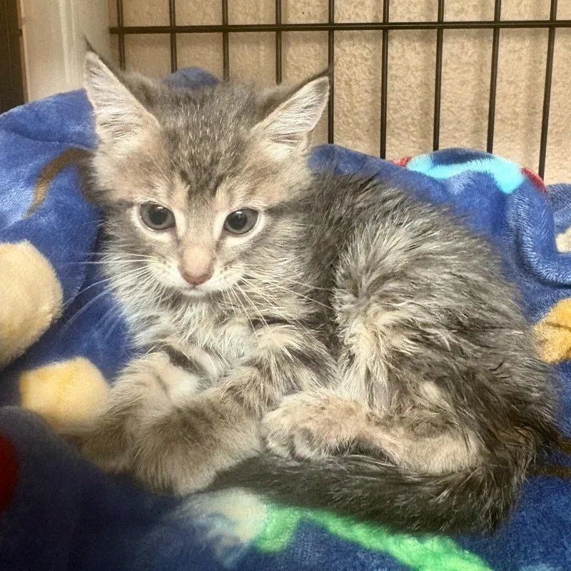 A baby small-sized female Gray / Blue / Silver Domestic Short Hair cat named Jolene for adoption in Columbus, NC