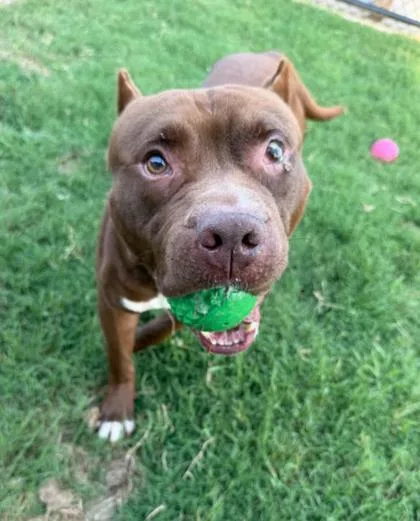 An adult medium-sized male Pit Bull Terrier dog named Boomerang for adoption in Atlanta, GA