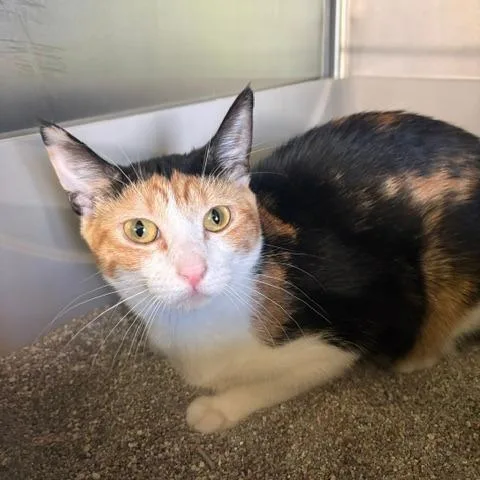 A baby small-sized female Calico Domestic Short Hair cat named Bibi for adoption in Emporia, KS