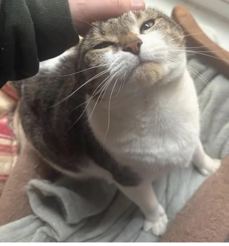 A young large-sized female Tabby (Brown / Chocolate) Domestic Short Hair cat named Vanessa for adoption in Alexandria, VA