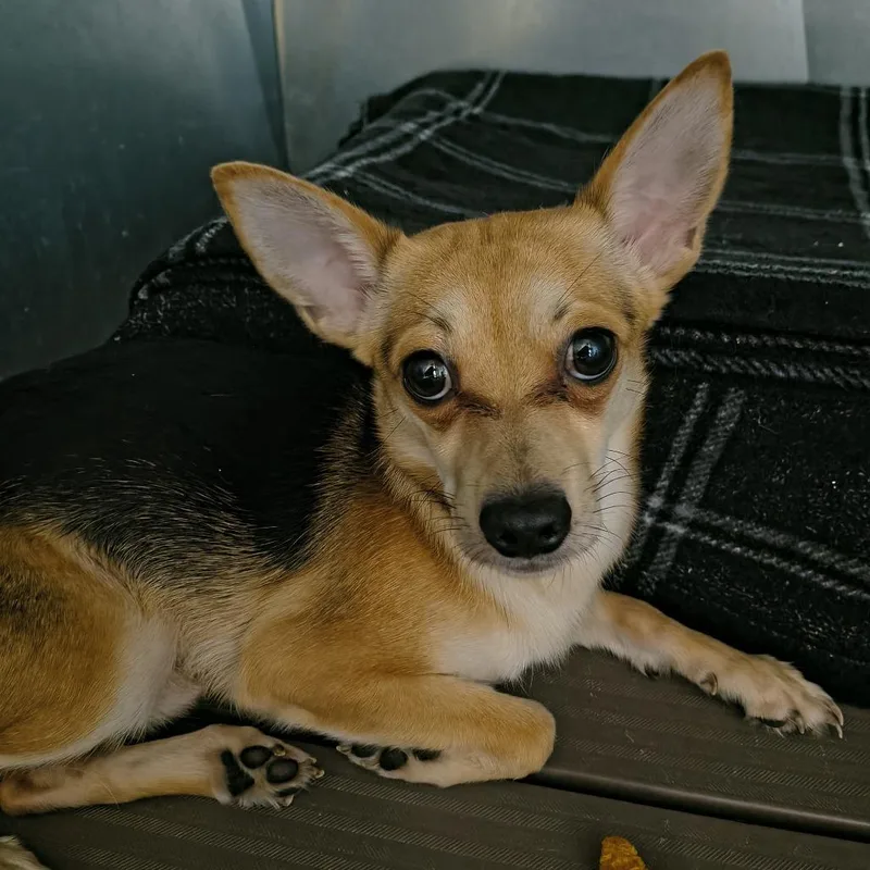 A young small-sized male Apricot / Beige Chihuahua dog named Brent for adoption in Othello, WA