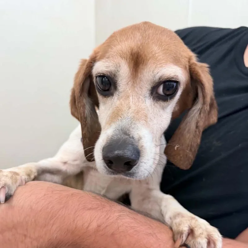 An adult small-sized female Brown / Chocolate Beagle dog named Toto  Chino Hills for adoption in Chino Hills, CA