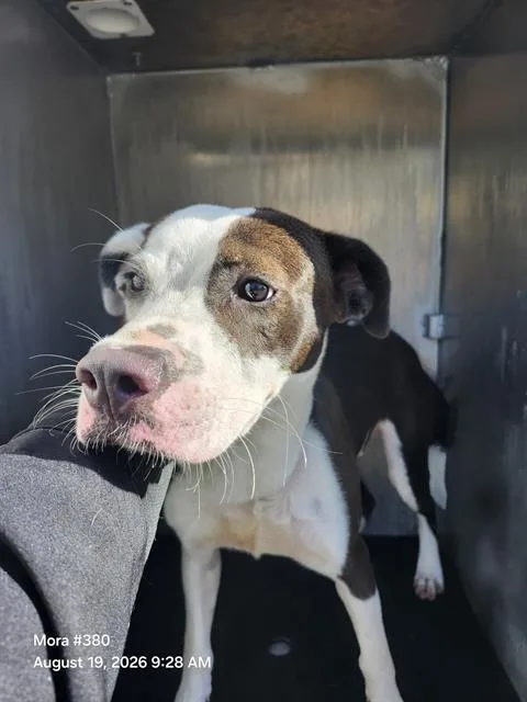 Domino
