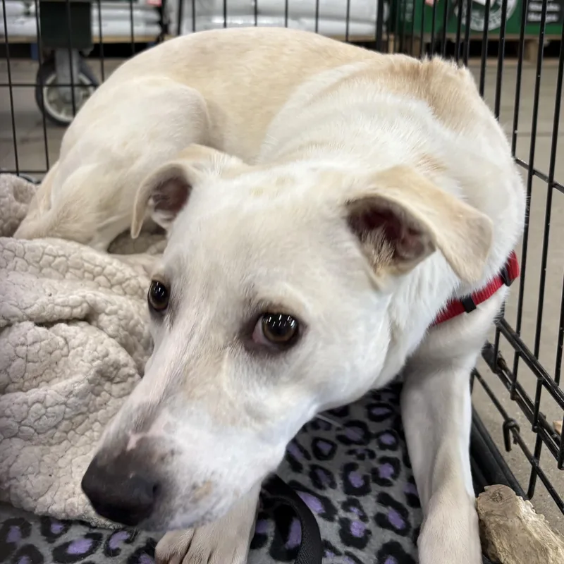 A young medium-sized male Mixed Breed dog named Kasper for adoption in Coldwater, MI