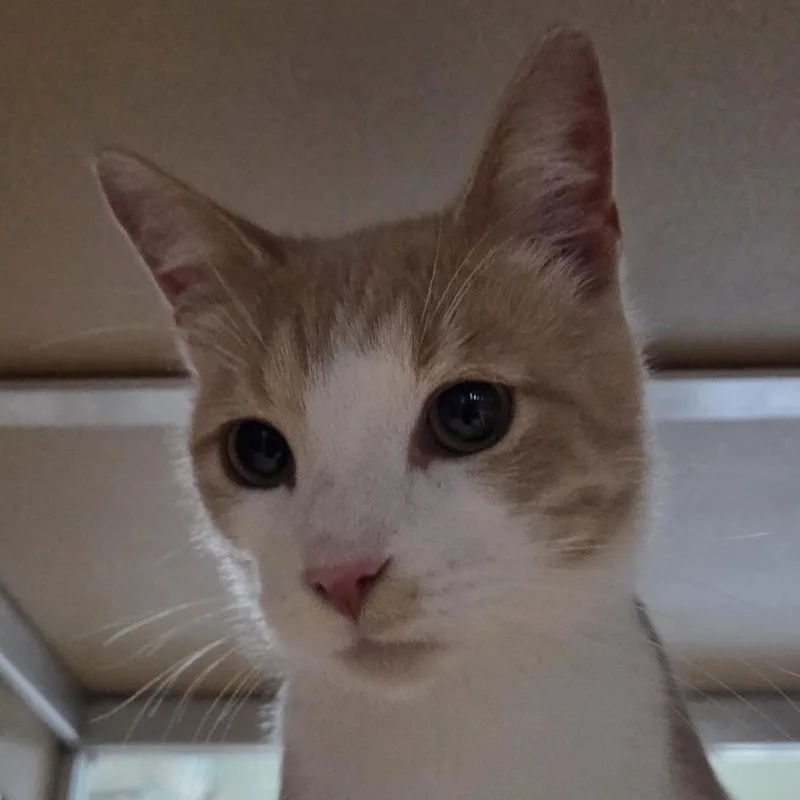 A young medium-sized male Orange / Red Domestic Short Hair cat named Miso for adoption in Leander, TX