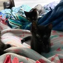 A baby small-sized male Black Domestic Short Hair cat named Rye C for adoption in Minnetonka, MN