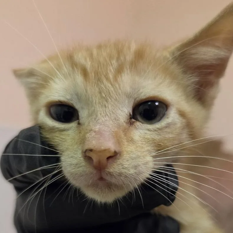A baby small-sized male Orange / Red Domestic Short Hair cat named Fangs for adoption in Austin, TX