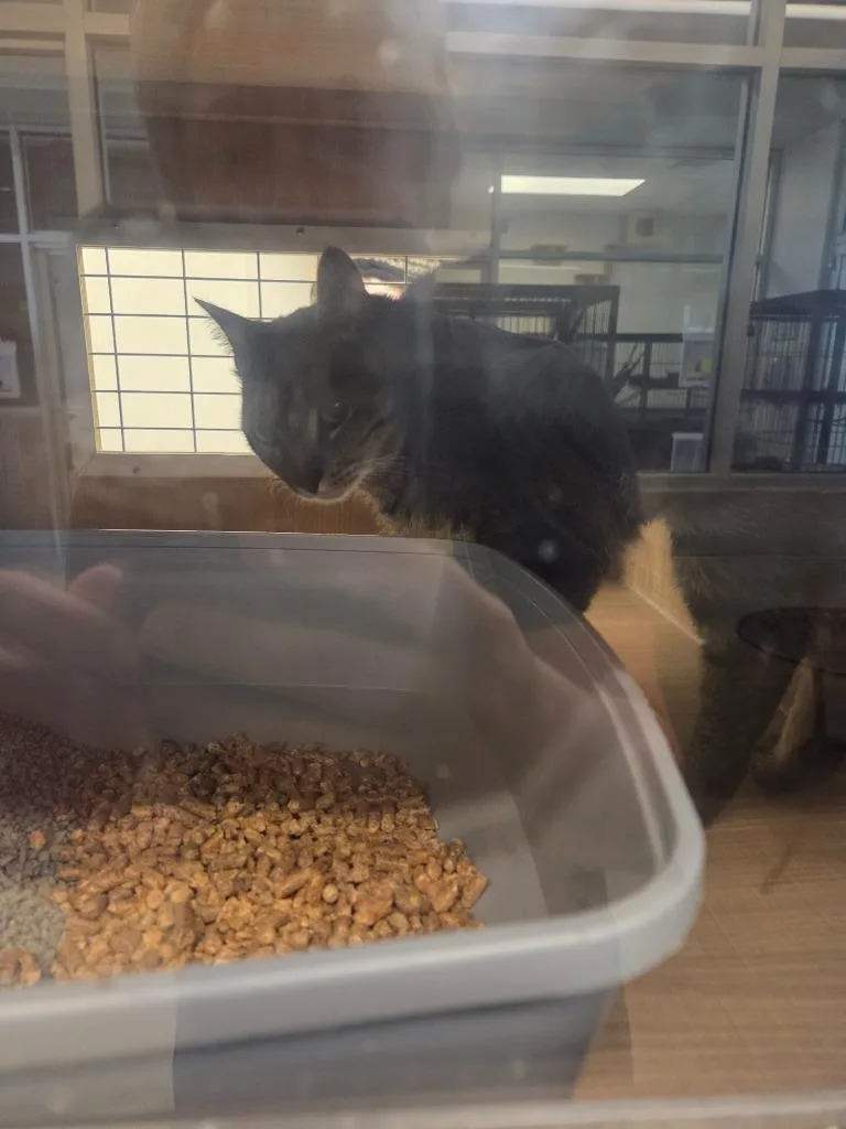 A young large-sized male Domestic Short Hair cat named Mike for adoption in Bossier City, LA