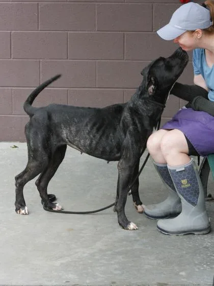 An adult extra large-sized female Mixed Breed dog named Gaia for adoption in Chamblee, GA