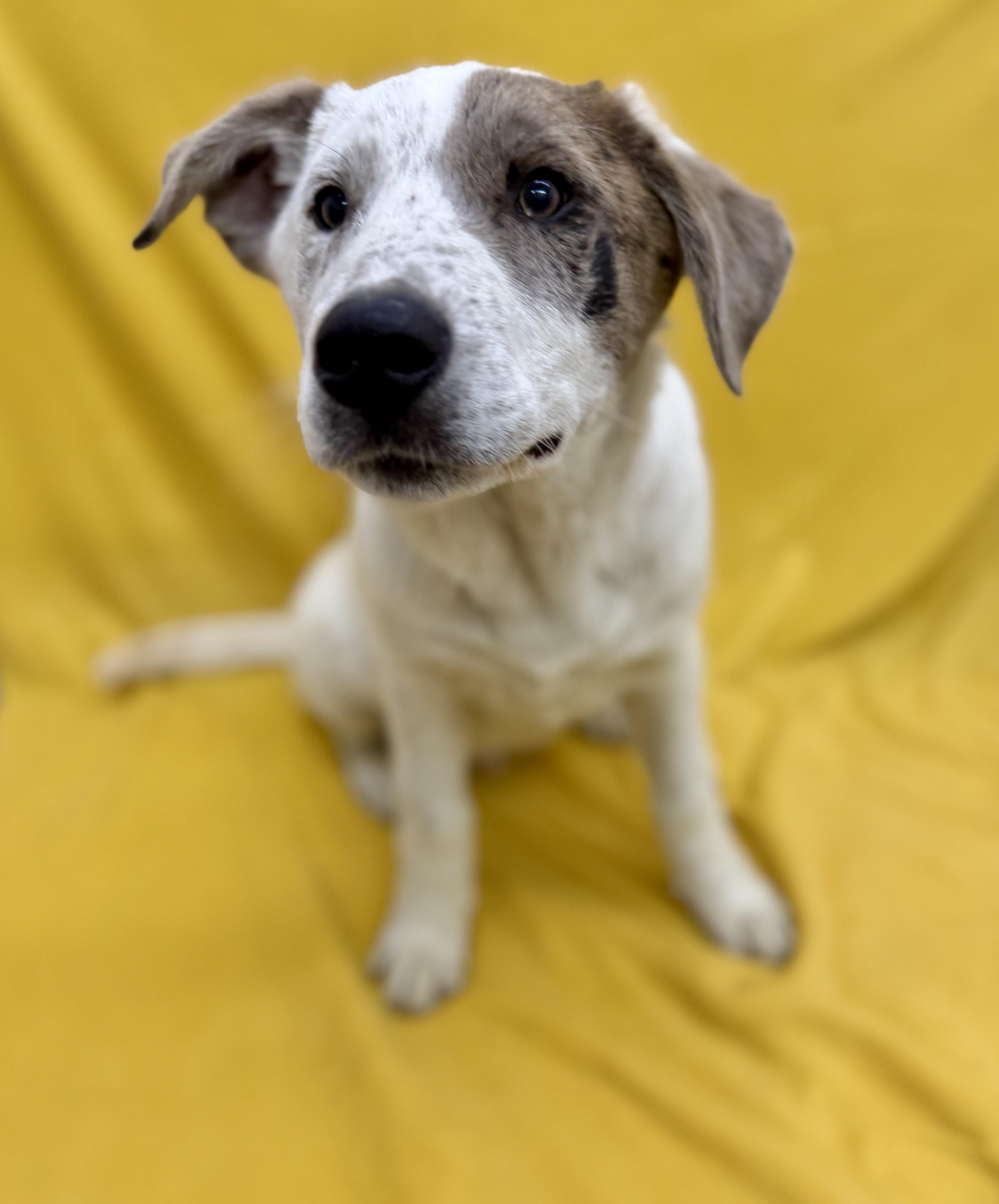 A baby medium-sized male White / Cream Great Pyrenees dog named Spice for adoption in Sonora, CA