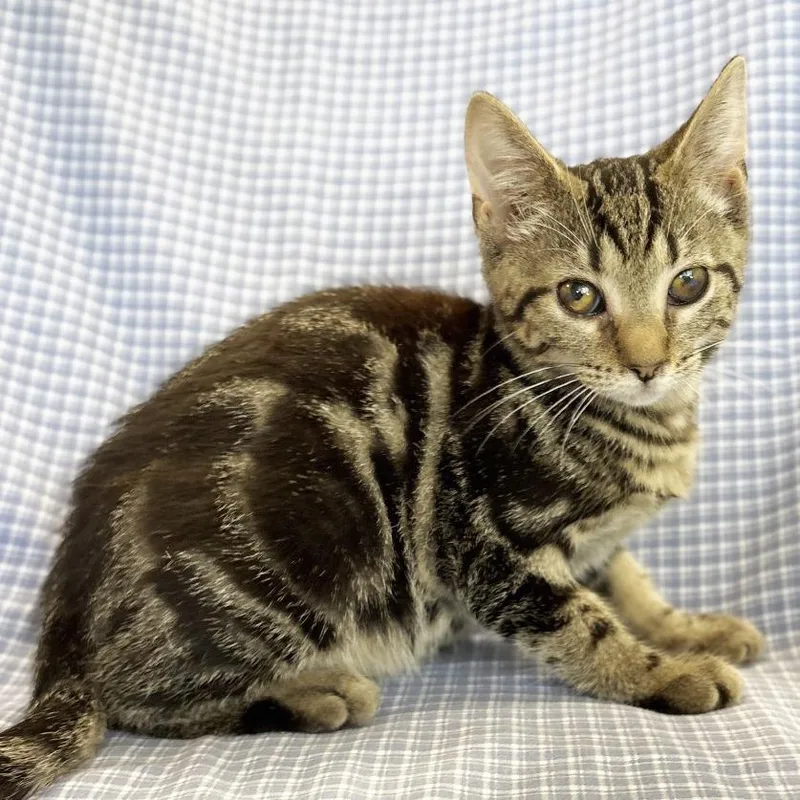 A baby small-sized male Domestic Short Hair cat named Charlie Brown for adoption in Mount Juliet, TN