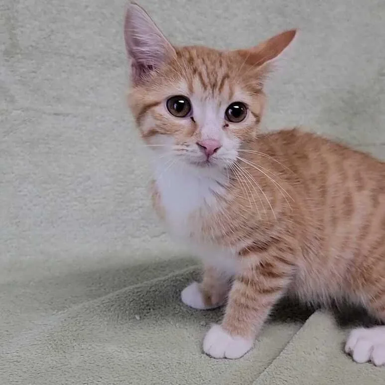 Sherbert