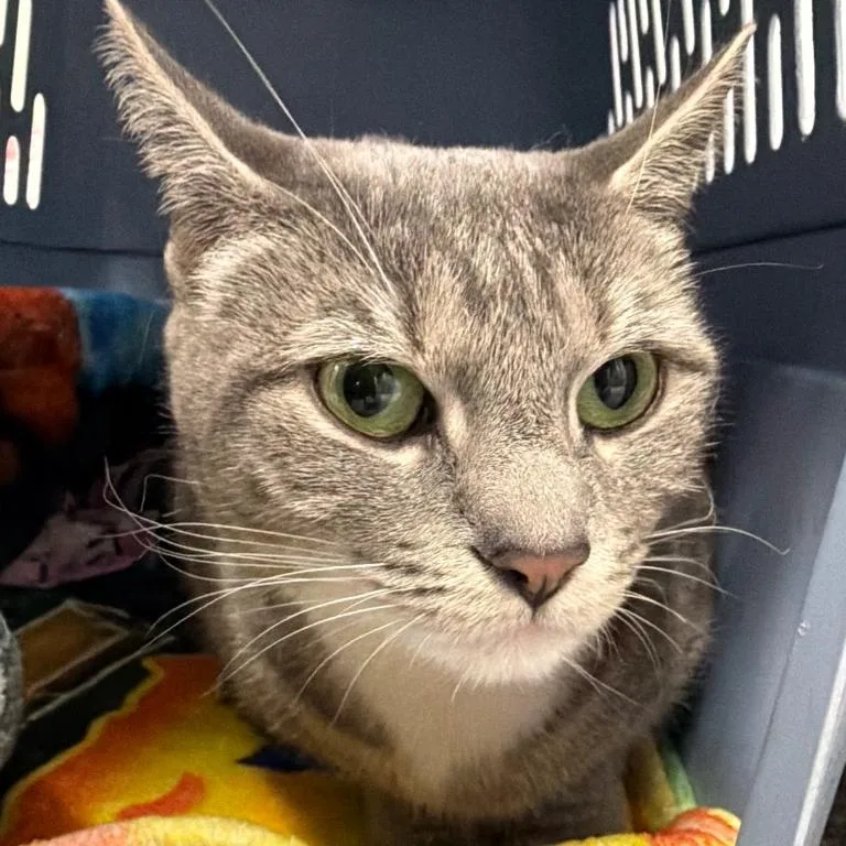 An adult medium-sized female Gray / Blue / Silver Domestic Short Hair cat named Lona for adoption in Walden, NY