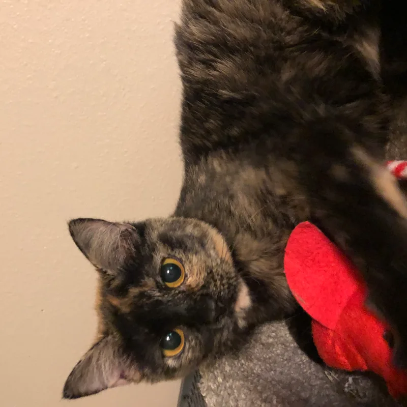 A young medium-sized female Domestic Short Hair cat named Daisy for adoption in Puyallup, WA