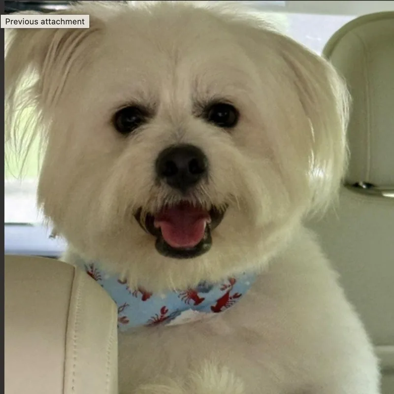 A young small-sized male White / Cream Maltese dog named Homer for adoption in Norwalk, CT