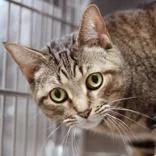 An adult large-sized female Tabby (Brown / Chocolate) Domestic Short Hair cat named Wonder for adoption in Hilliard, OH