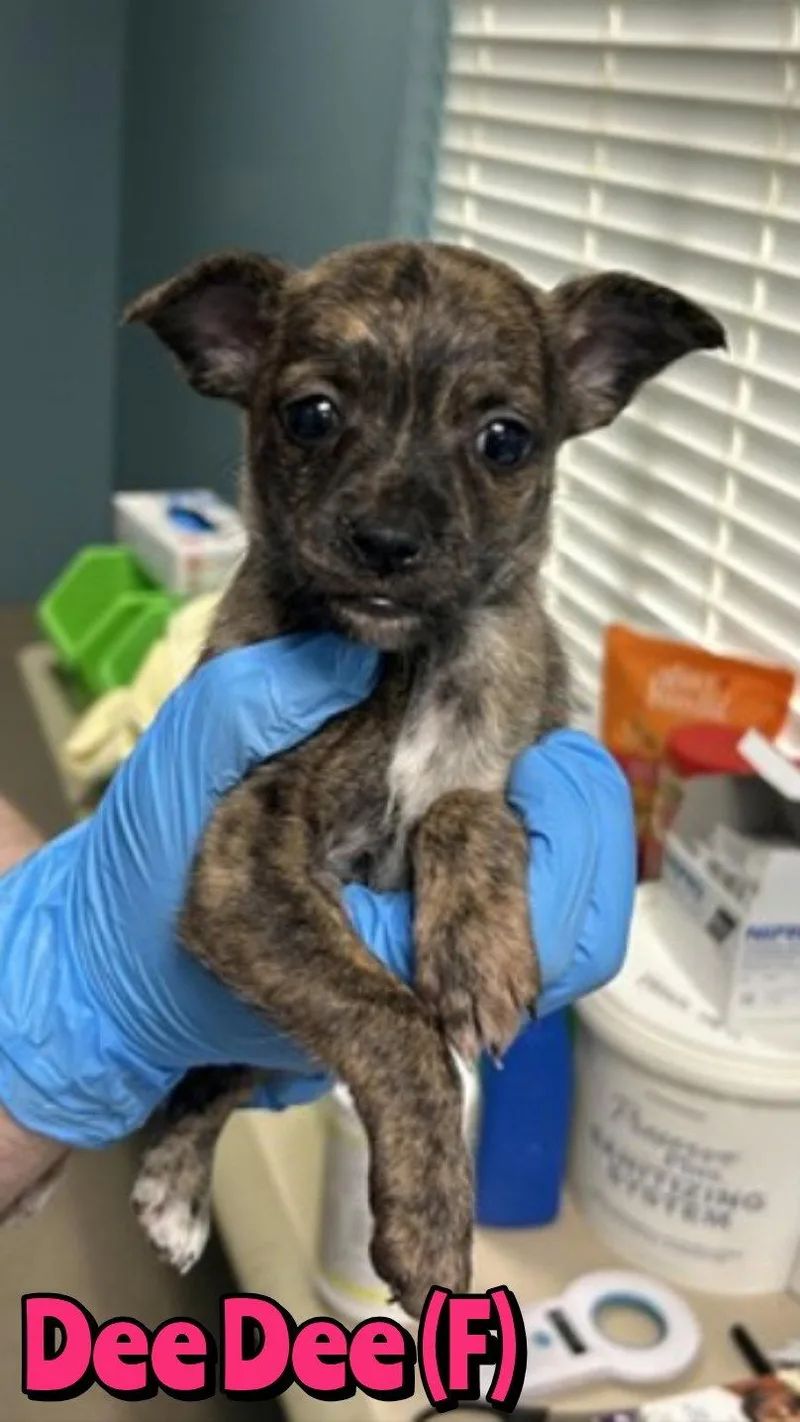A baby medium-sized female Mixed Breed dog named Dee Dee for adoption in Holbrook, NY