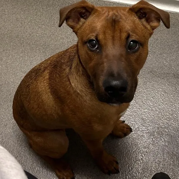 A young small-sized male Terrier dog named Cowboy for adoption in Des Moines, IA