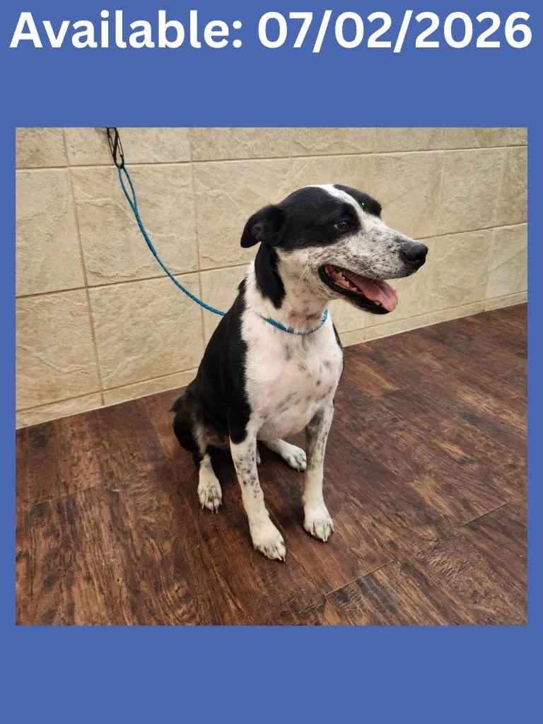 An adult medium-sized male Cattle Dog dog named Dog Kennel for adoption in Greenville, TX