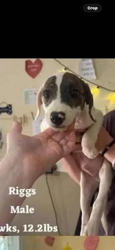 A baby small-sized male Mixed Breed dog named Riggs for adoption in Grand Rapids, MI