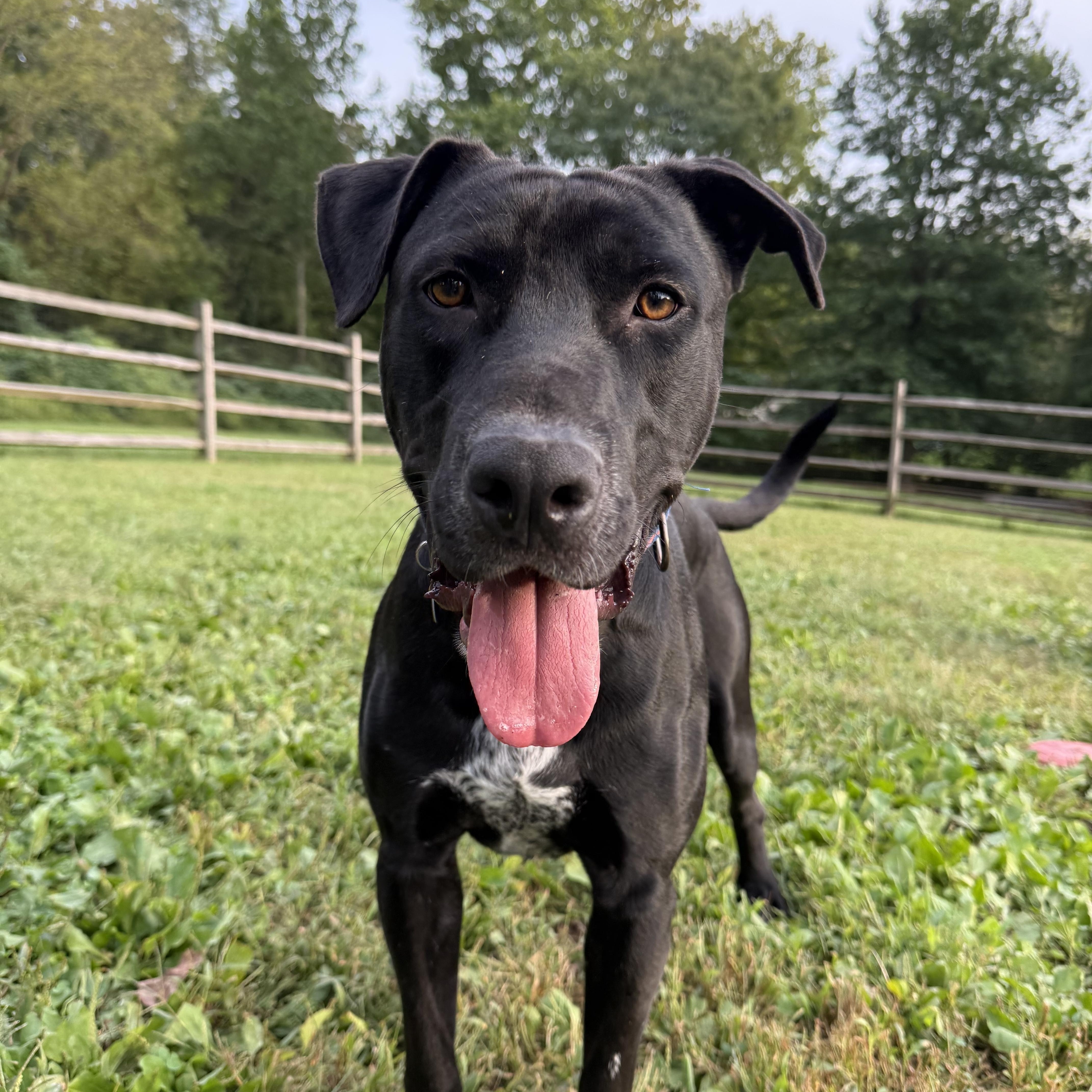 A young large-sized male Black Labrador Retriever dog named Bear for adoption in Avondale, PA