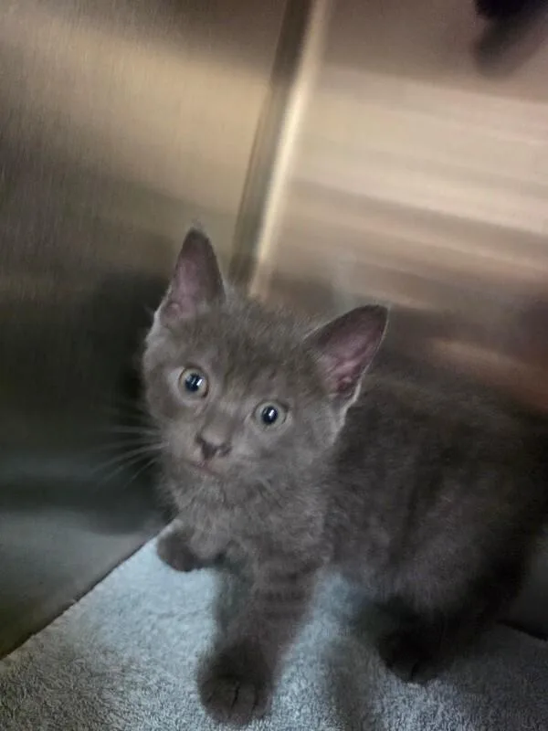 A young medium-sized male Domestic Short Hair cat named Panda for adoption in Bluffton, IN