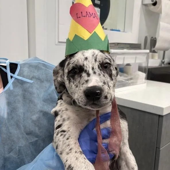 A baby medium-sized male Labrador Retriever dog named Llama Llama for adoption in Los Angeles, CA