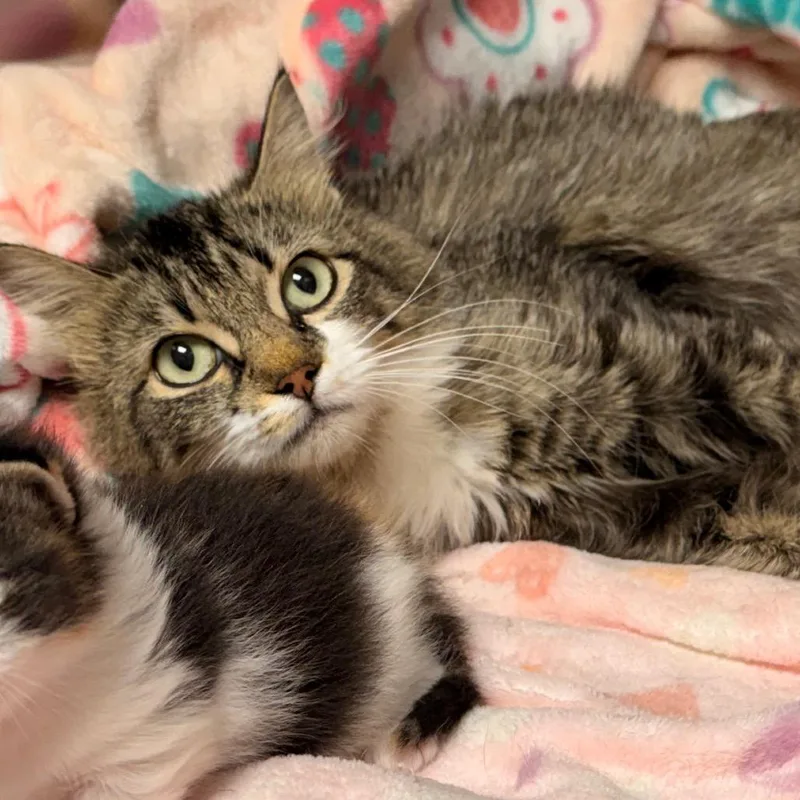 A young medium-sized female Domestic Long Hair cat named Amy for adoption in Cumming, GA