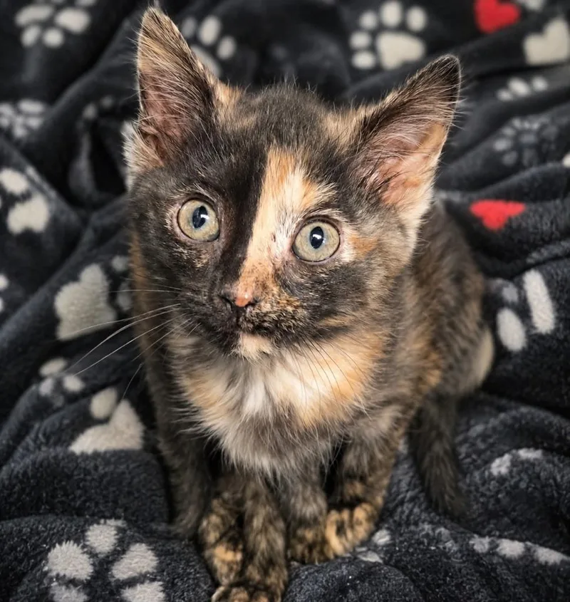 A baby medium-sized female Domestic Short Hair cat named El for adoption in Warren, MI