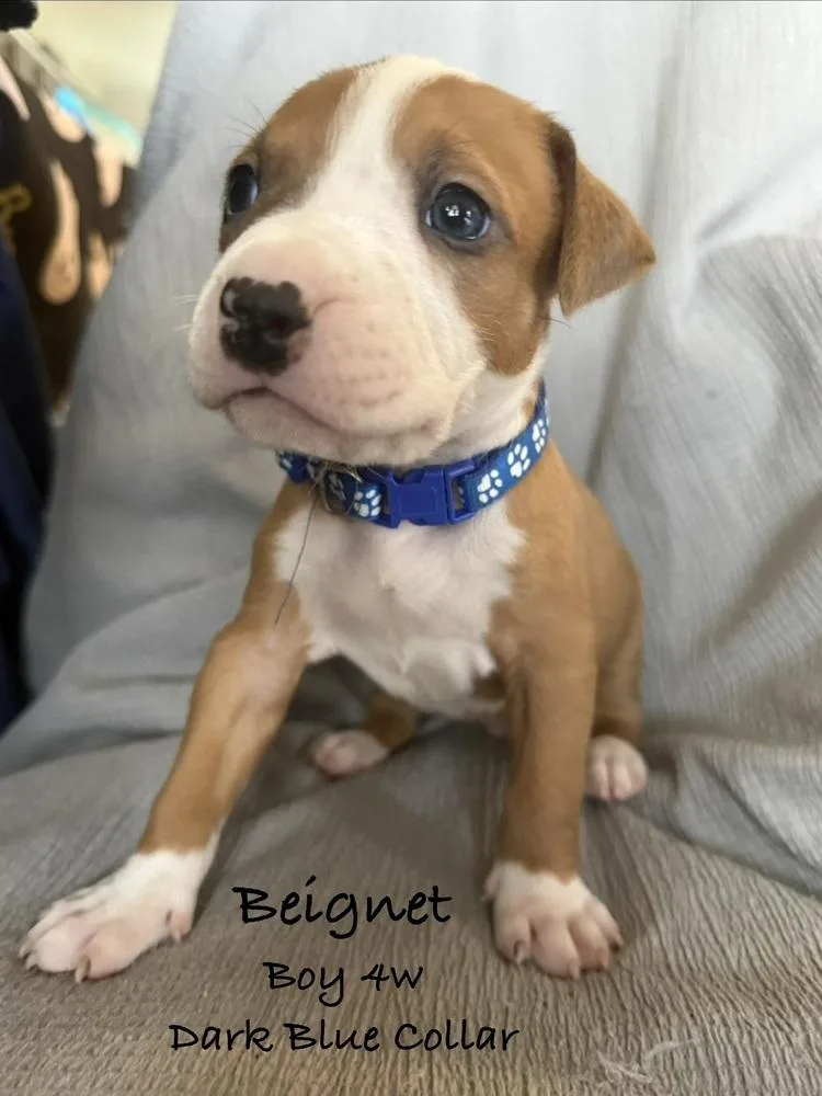A baby small-sized male White / Cream Pit Bull Terrier dog named Beignet for adoption in Colorado Springs, CO