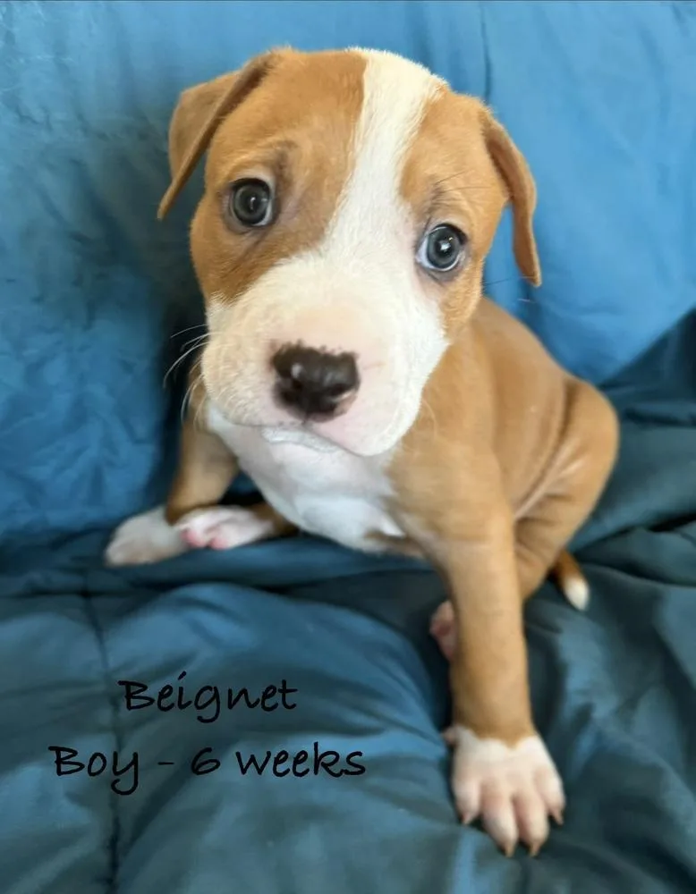 Beignet thumbnail 2