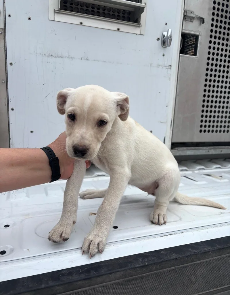 A baby medium-sized female Labrador Retriever dog named Misty for adoption in Copiague, NY