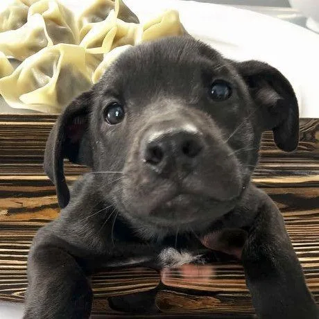 A young medium-sized male Black Labrador Retriever dog named Wonton for adoption in Allentown, PA