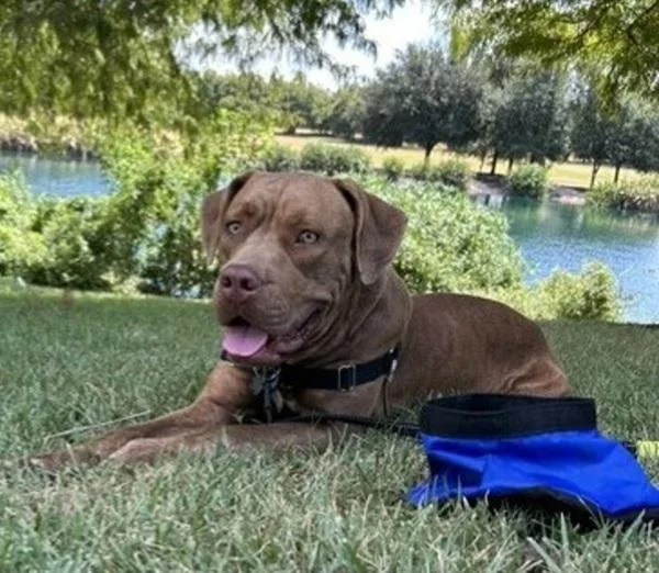 An adult large-sized female Labrador Retriever dog named Izzy for adoption in Austin, TX