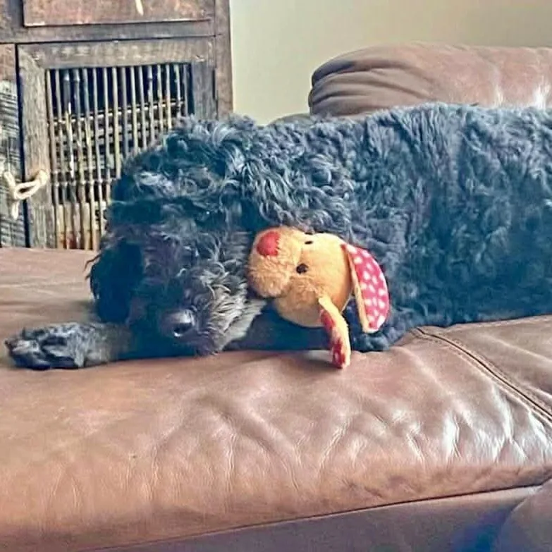 An adult medium-sized female Black Poodle dog named Sadie for adoption in Austin, TX