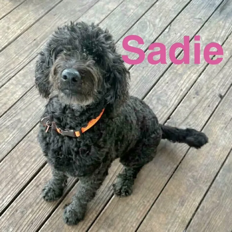 Sadie thumbnail 4