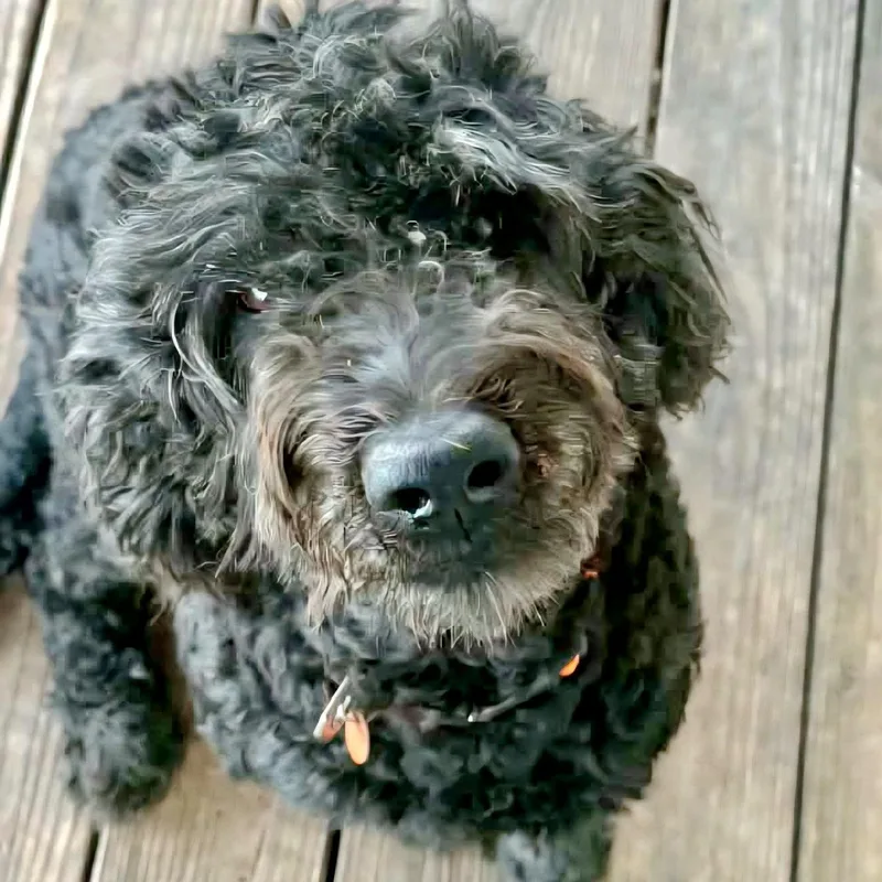 Sadie thumbnail 5