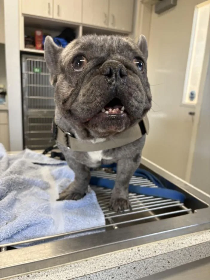 An adult small-sized male French Bulldog dog named A for adoption in Olivehurst, CA