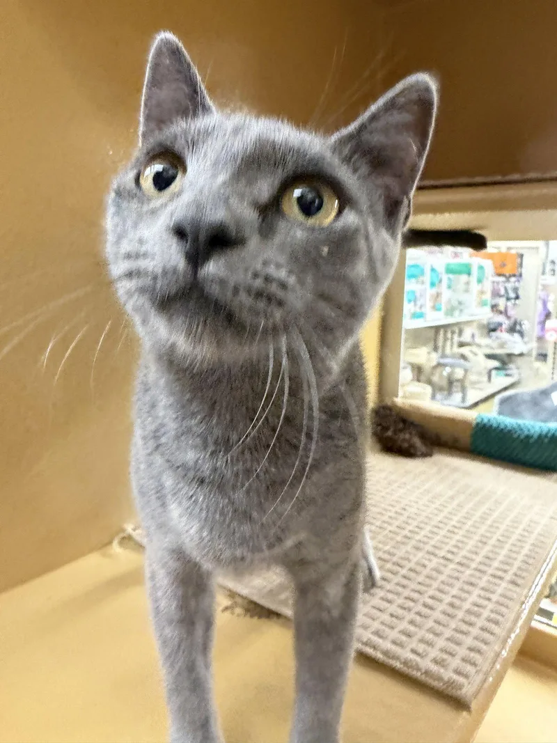 A young medium-sized female Gray / Blue / Silver Domestic Short Hair cat named Harper for adoption in Pompano Beach, FL