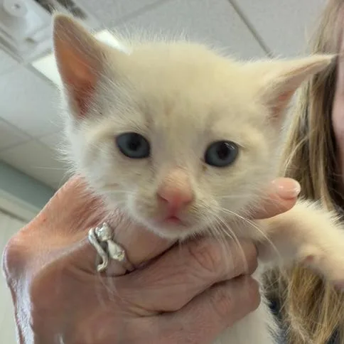 A baby small-sized female White Domestic Short Hair cat named Aspen for adoption in Greensboro, GA