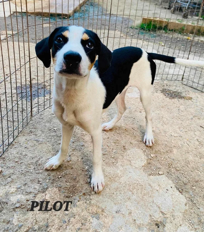 A young small-sized male Tricolor (Brown, Black, & White) Labrador Retriever dog named Pilot for adoption in Milford, NH