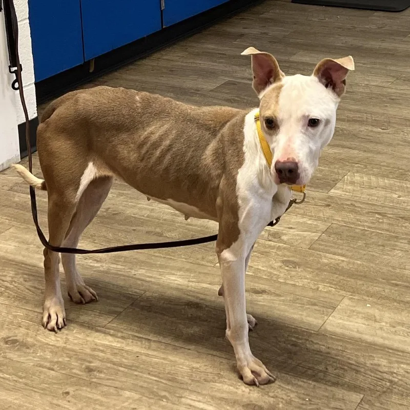 An adult medium-sized female Yellow / Tan / Blond / Fawn Pit Bull Terrier dog named Vana for adoption in East Saint Louis, IL