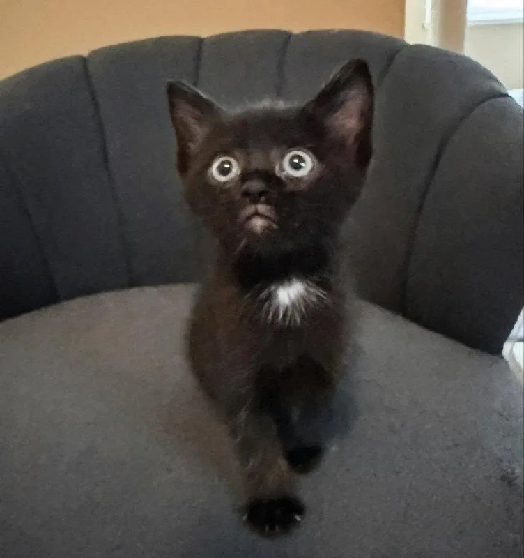 Flopsy