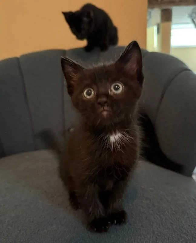 Flopsy thumbnail 2