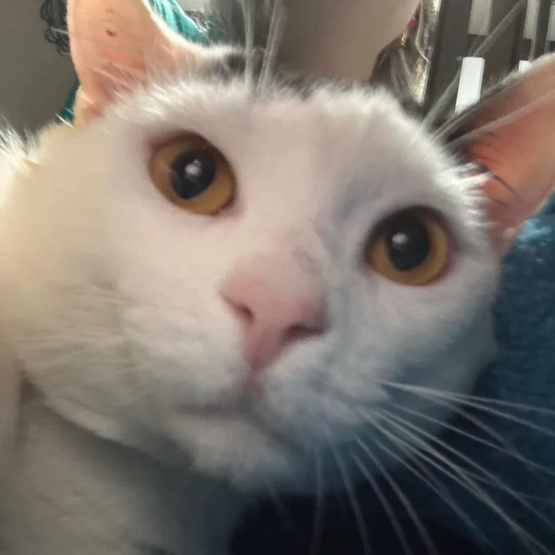 A young large-sized male White Domestic Short Hair cat named Diggs for adoption in Lakeland, FL