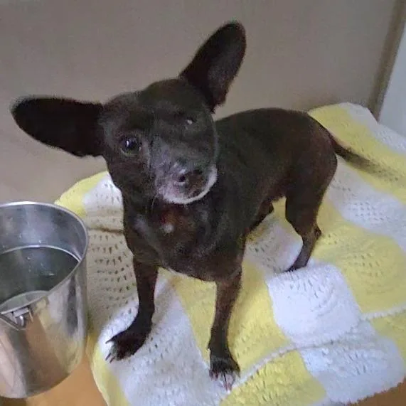 An adult small-sized male Black Mixed Breed dog named Pirate for adoption in St. Helena, CA