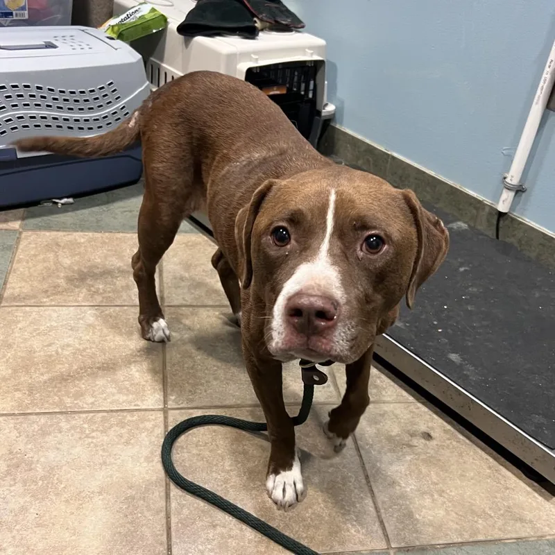 An adult medium-sized female Yellow / Tan / Blond / Fawn Mixed Breed dog named Minnie for adoption in Chattanooga, TN