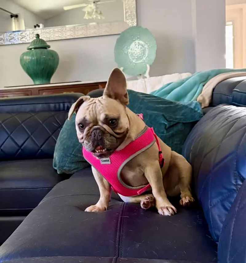 A young small-sized female French Bulldog dog named Stella for adoption in Palm Coast, FL