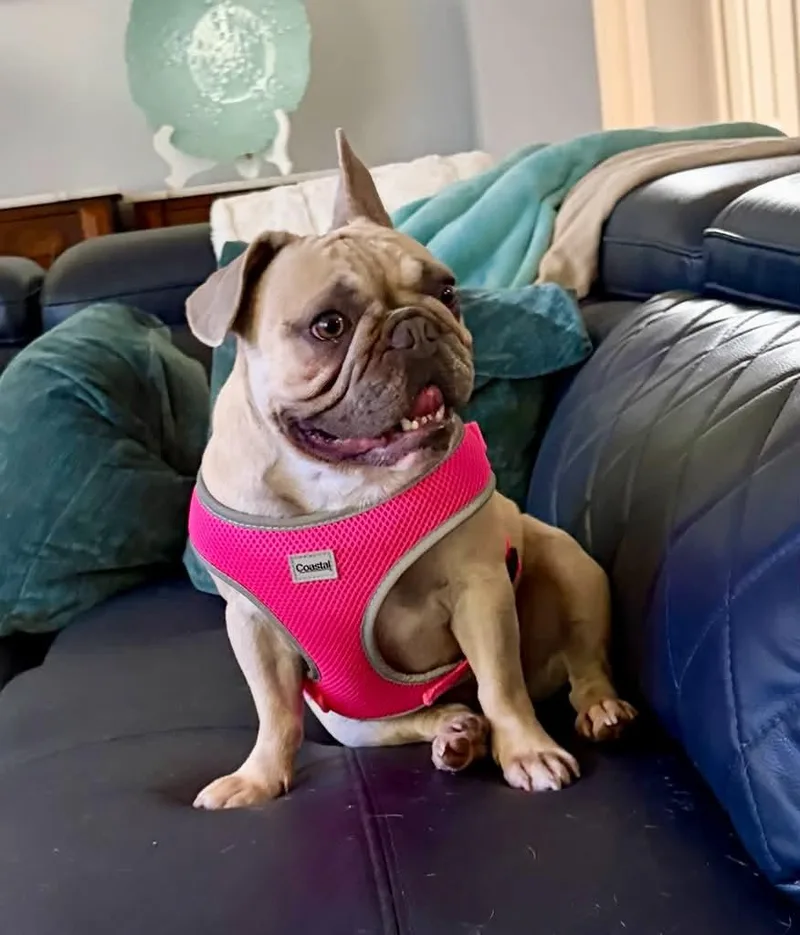 Stella thumbnail 4